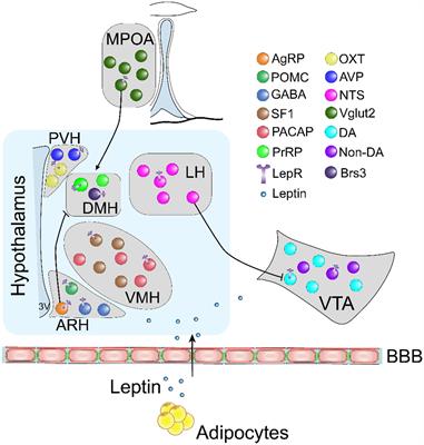 Leptin signaling and its central role in energy homeostasis